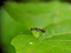 Diptera
