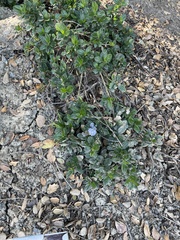 Ceanothus griseus