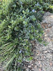 Ceanothus griseus