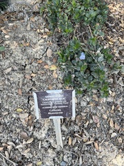 Ceanothus griseus