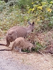 Macropus fuliginosus