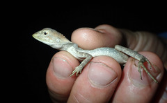 Diporiphora jugularis