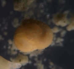 Globothalamea