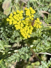 Cymopterus terebinthinus californicus