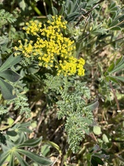 Cymopterus terebinthinus californicus