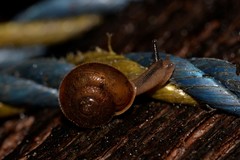 Austrochloritis wollemiensis