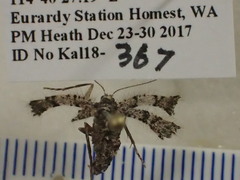 Zermizinga sinuata