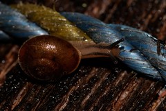 Austrochloritis wollemiensis