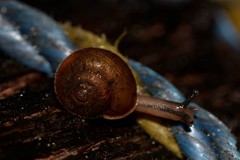 Austrochloritis wollemiensis