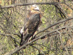 Geranoaetus melanoleucus australis