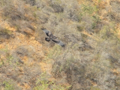 Geranoaetus melanoleucus australis