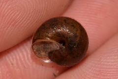 Austrochloritis wollemiensis