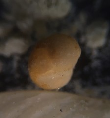 Globothalamea