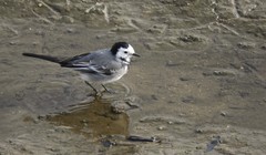 Motacilla alba alba