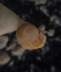Globothalamea