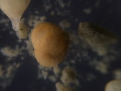 Globothalamea