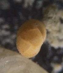 Globothalamea