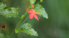 Hibiscus praeteritus