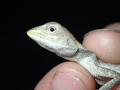 Diporiphora jugularis