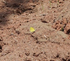 Eurema brigitta
