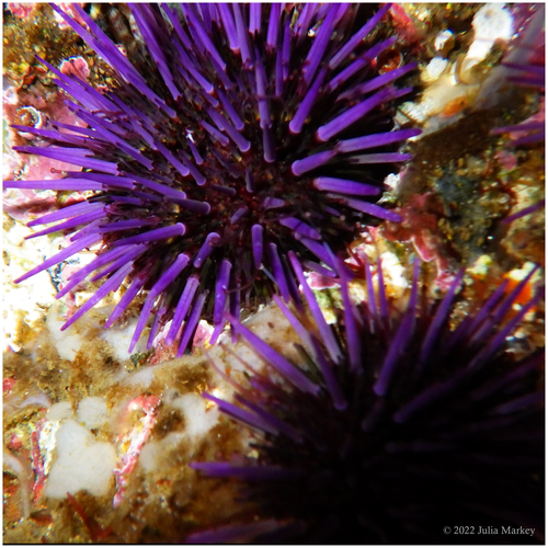 Pacific Purple Sea Urchin, photo 8 of 9