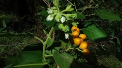 Solanum abutiloides