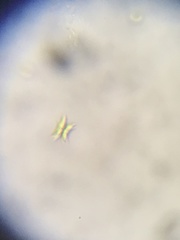 Tetradesmus