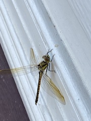Hemicordulia tau