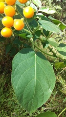 Solanum abutiloides