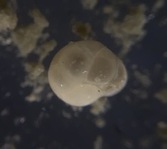 Cassidulinidae