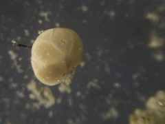 Cassidulinidae