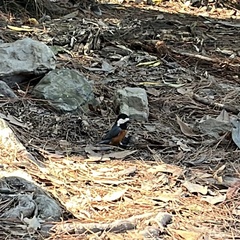 Sittiparus castaneoventris