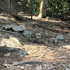 Sittiparus castaneoventris