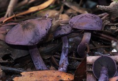 Cortinarius austroviolaceus