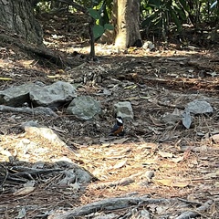 Sittiparus castaneoventris