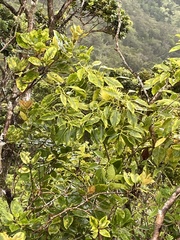 Metrosideros macropus