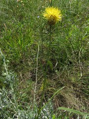 Centaurea orientalis