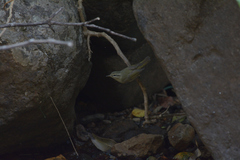 Phylloscopus tytleri