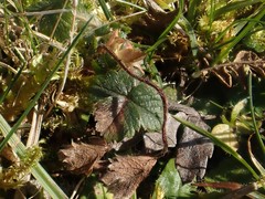 Potentilla sterilis