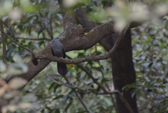 Columba elphinstonii