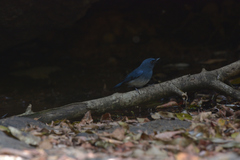 Cyornis pallidipes