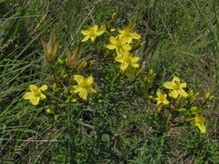 Hypericum elegans