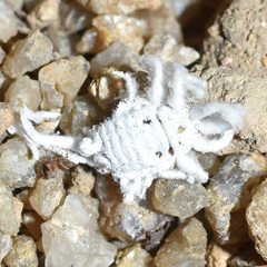 Icerya aegyptiaca