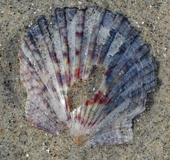 Argopecten ventricosus