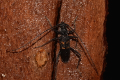 Phoracantha obscura