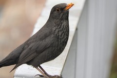 Turdus merula merula