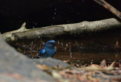 Cyornis pallidipes