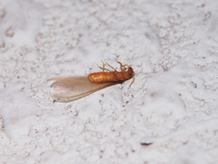 Coptotermes formosanus