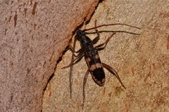 Coleocoptus senio