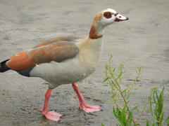 Alopochen aegyptiaca